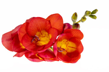 Single stem of a red flower freesia isolated on white background, close up