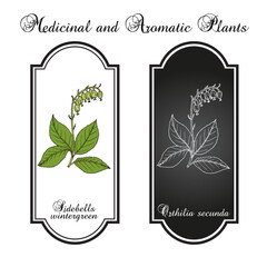 Sidebells wintergreen (orthilia secunda), medicinal plant