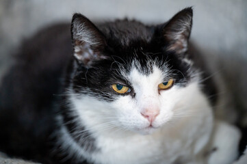 Fototapeta premium Old black and white cat lying in sofa