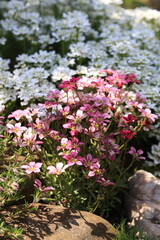 Fototapeta premium Red spring flowers of saxifraga × arendsii blooming in rock garden, close up