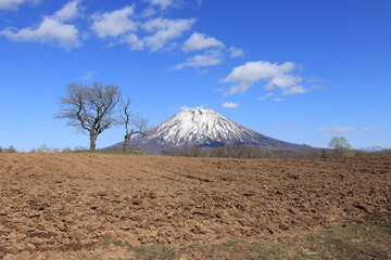 羊蹄山と双子の木
