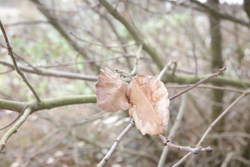 Branche et feuilles d'arbre .