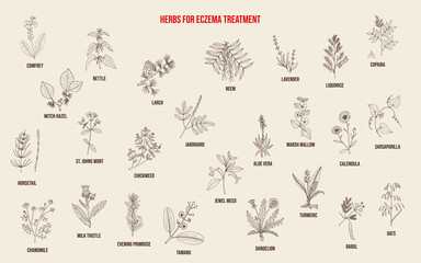 Best medicinal herbs for eczema - obrazy, fototapety, plakaty