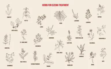 Fotobehang Best medicinal herbs for eczema © foxyliam