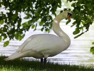 Mute swan on glade under the tree. - 751219005