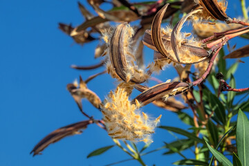 Oleander, Nerium oleander,  Frucht und Samen, Griechenland