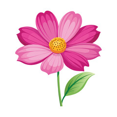 Cosmos Flower Illustration on White Background