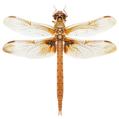 Detailed Dragonfly Isolated on Transparent Background