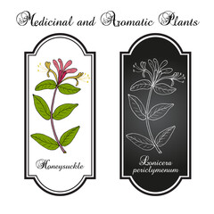 Honeysuckle (Lonicera periclymenum), or woodbine, medicinal plant. Hand drawn botanical vector illustration