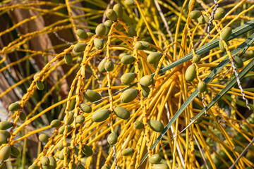 palm tree branches and dates.