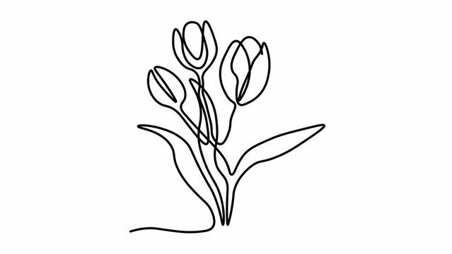 Self drawing animation with one continuous line draw,
The appearance of tulip flower bouquet