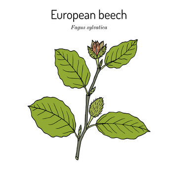 European or common beech (fagus sylvatica), branch with leaves and fruit