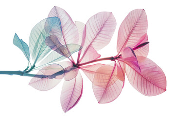The X ray Vision of Frangipani Isolated On Transparent Background
