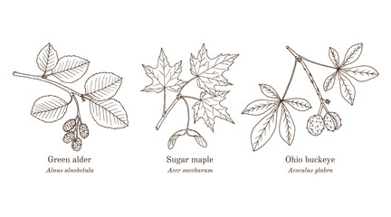 Collection of edible and medicinal plants