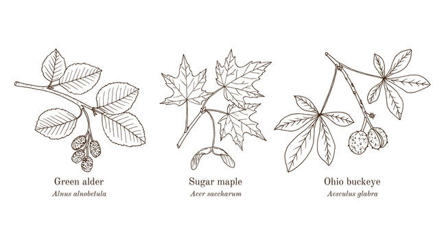 Collection of edible and medicinal plants