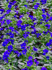 Blue pansies in flower pots in a greenhouse.