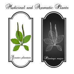 Great plantain. Plantago major - medicinal plant