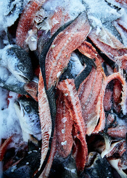 frozen salmon fish scraps