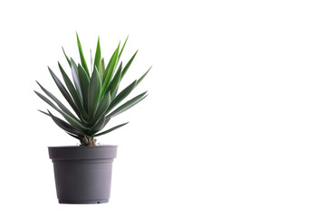 Elegant Yucca in a Pot Isolated On Transparent Background
