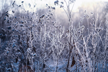 Winter atmospheric landscape with frost-covered dry plants during snowfall. Winter Christmas...