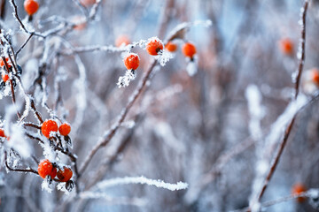 Winter atmospheric landscape with frost-covered dry plants during snowfall. Winter Christmas background