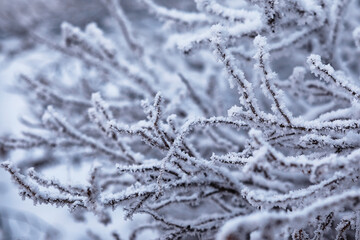Winter atmospheric landscape with frost-covered dry plants during snowfall. Winter Christmas background