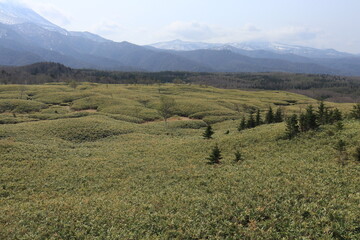 Fototapeta premium 知床