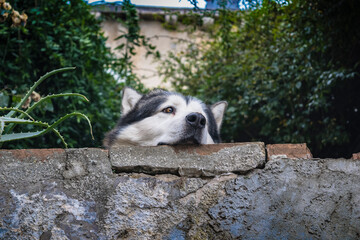 Hund in Dubrovnik