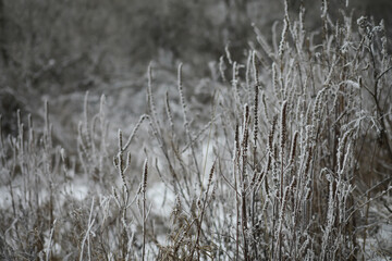 Obraz premium White snow on a bare tree branches on a frosty winter day, close up. Natural background. Selective botanical background.