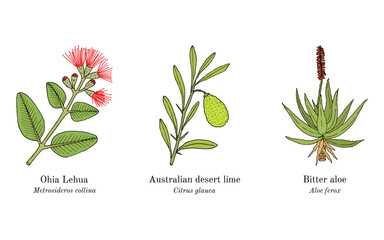 Collection of ornamental and medicinal plants. © foxyliam