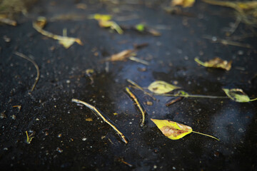 Lively closeup of falling autumn leaves with vibrant backlight from the setting sun