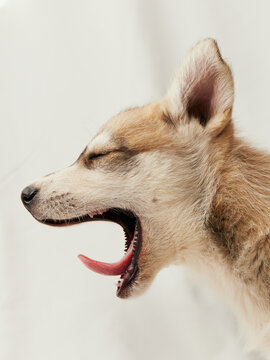 a sled dog puppy yawning in front of a white background