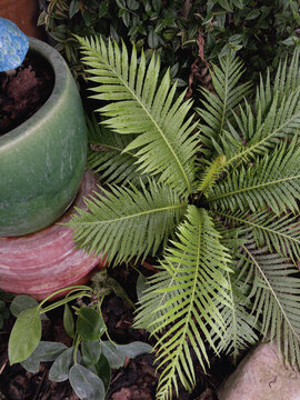 Top Down View of Green Sago Palm with Green Glazed Container