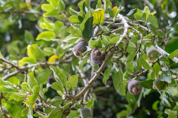 Ficus pumila, commonly known as the creeping fig or climbing fig, is a species of flowering plant in the mulberry family, Pu'u Ohia Trailhead, Tantalus Dr, Honolulu Oahu Hawaii
