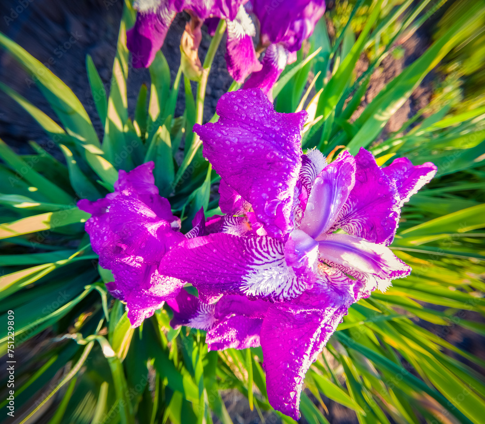 Poster blooming of violet iris flowers with morning dew. wonderful spring scene of botanical garden with ir