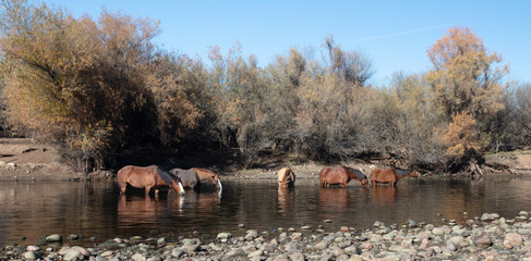 Small band of wild horses feeding in the Salt River near Mesa Arizona United States