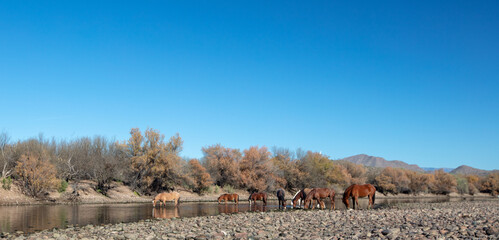 Small herd of wild horses feeding in the Salt River near Mesa Arizona United States