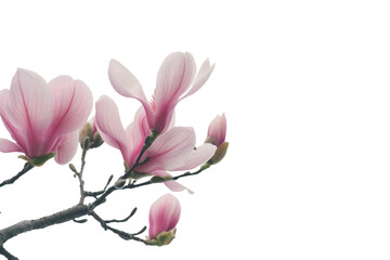 Magnolia in Soft Pink Isolated On Transparent Background