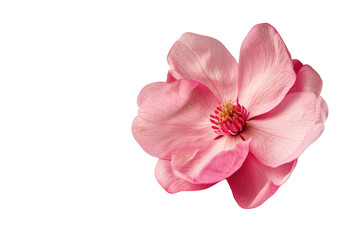 Fototapeta na wymiar The Pink Magnolia Bloom Isolated On Transparent Background