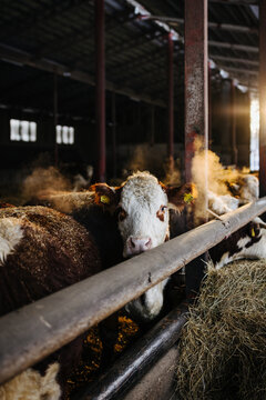 hereford meat cattle