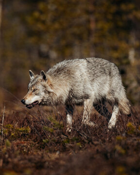 wild grey wolf stalking on a swamp