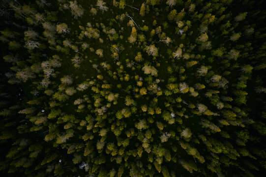 drone shot of a finnish forest