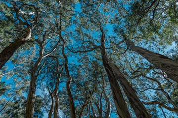 Fotobehang Eucalyptus is a genus of more than 700 species of flowering plants in the family Myrtaceae. Hosmer Grove Campground Haleakalā National Park Maui Hawaii © youli zhao