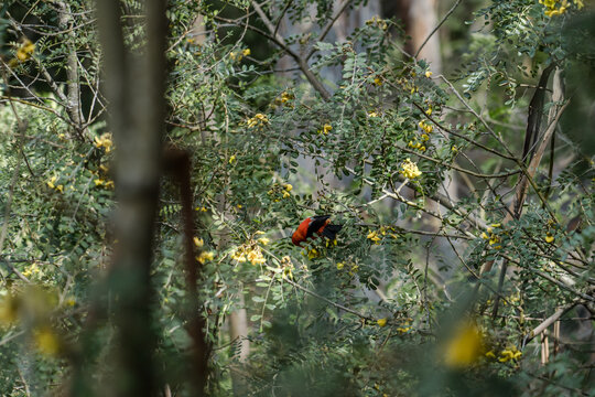 The ʻiʻiwi  (Drepanis coccinea) or scarlet honeycreeper is a species of Hawaiian honeycreeper.  Sophora chrysophylla, known as māmane in Hawaiian,  Hosmer Grove Campground. Haleakala National Park,
