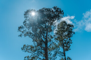 Eucalyptus is a genus of more than 700 species of flowering plants in the family Myrtaceae. Hosmer Grove Campground Haleakalā National Park Maui Hawaii