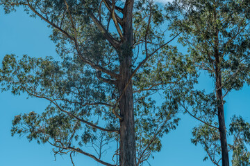 Eucalyptus is a genus of more than 700 species of flowering plants in the family Myrtaceae. Hosmer...