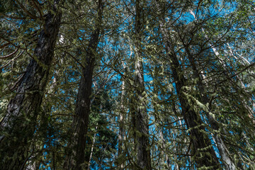 Calocedrus decurrens, with the common names incense cedar and California incense cedar. Hosmer Grove Campground Haleakalā National Park Maui Hawaii