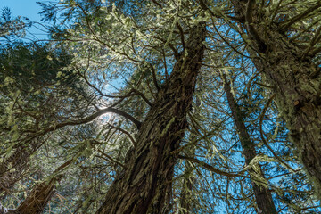 Calocedrus decurrens, with the common names incense cedar and California incense cedar. Hosmer Grove Campground Haleakalā National Park Maui Hawaii