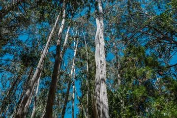  Eucalyptus is a genus of more than 700 species of flowering plants in the family Myrtaceae. Hosmer Grove Campground Haleakalā National Park Maui Hawaii © youli zhao