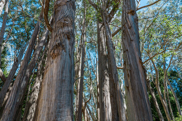 Eucalyptus is a genus of more than 700 species of flowering plants in the family Myrtaceae. Hosmer...
